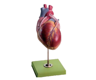 心脏及旁路血管模型